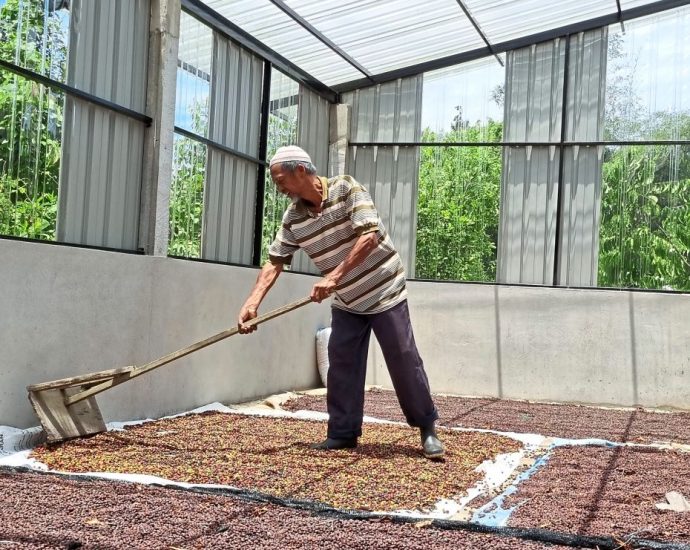 Good news for Malaysian coffee lovers: Robusta plants are being grown locally