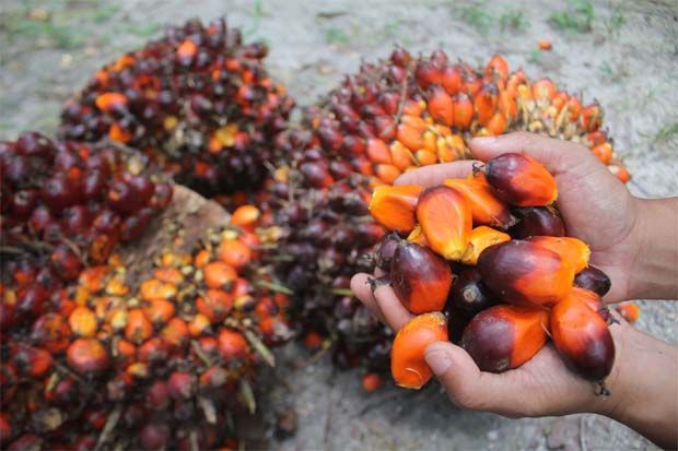 Govt allocates RM70mil to improve palm oil industry's sustainability