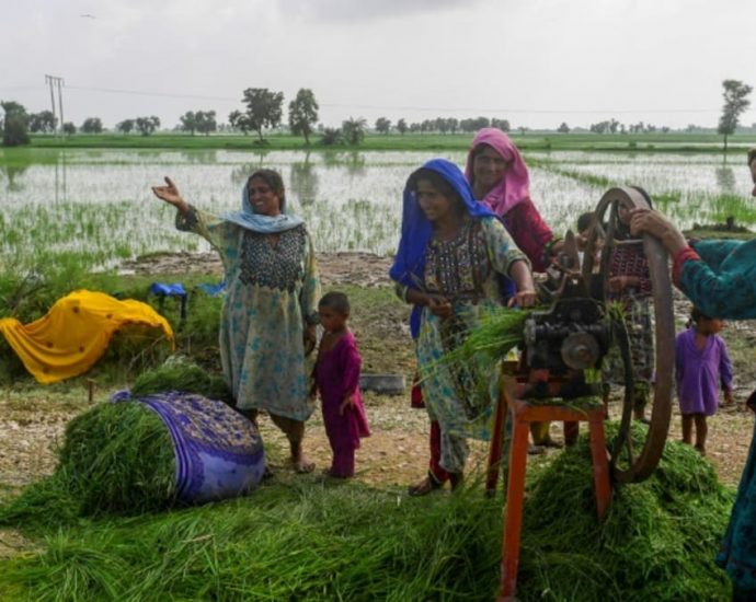 Heat, then floods ruin Pakistani farmers’ livelihoods