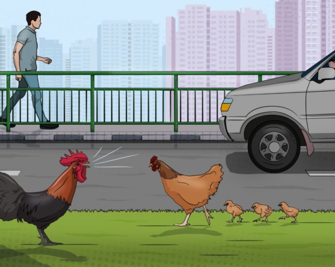 IN FOCUS: The wild chicken population in Singapore – living with feathered ‘neighbours’ 