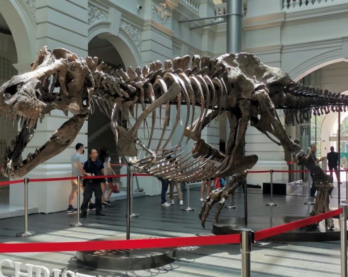 In pictures: Shen the T. rex skeleton on display in Singapore