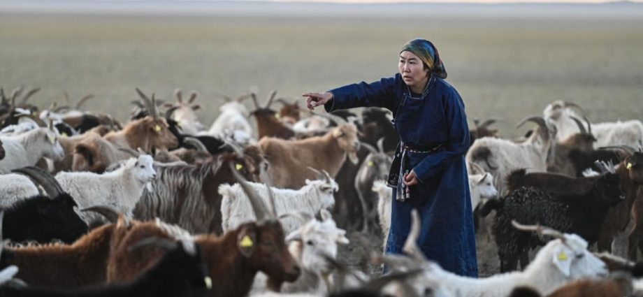 In the deep, cold Gobi desert, Mongolia’s nomadic herders cannot outrun climate change