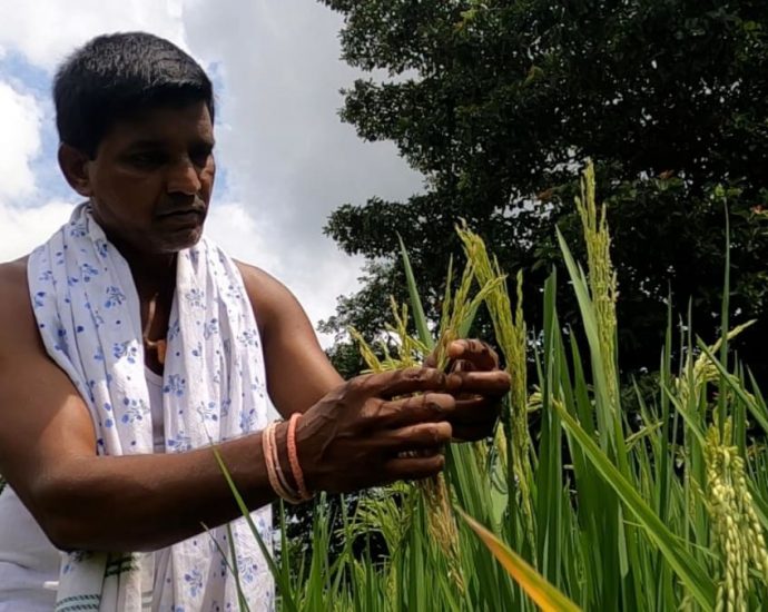 India’s rice farmers, exporters feel impact of cooling measures