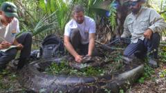 Indonesian woman's body found dead inside python, say reports