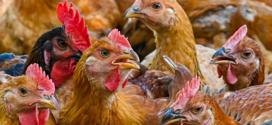 Malaysia to lift export ban on live chicken broilers from Oct 11: SFA
