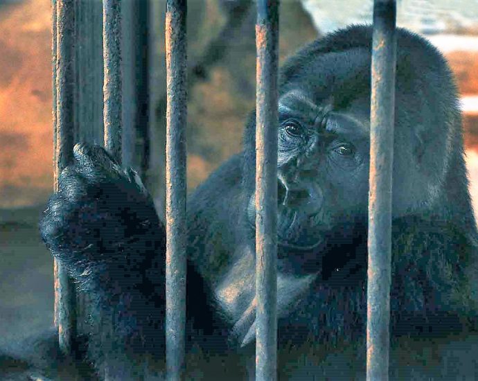 Mall zoo prices Thailand’s last caged gorilla at B30m