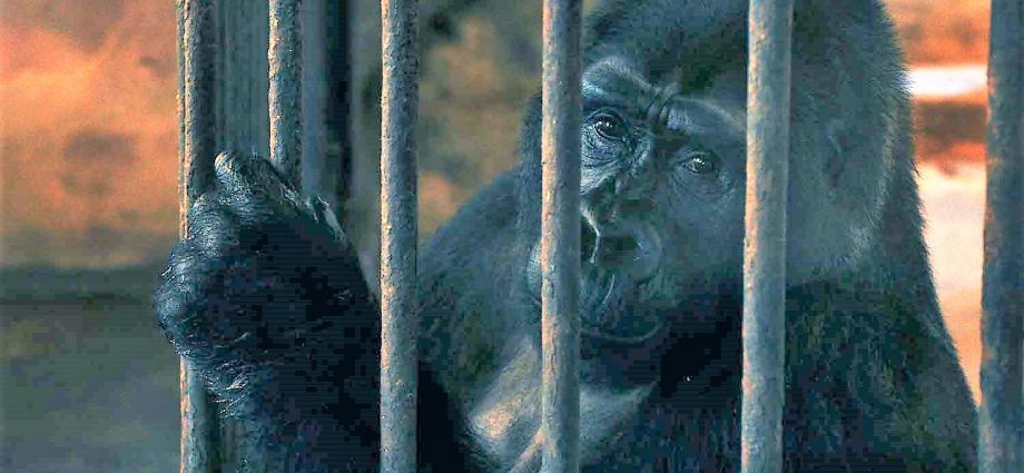 Mall zoo prices Thailand’s last caged gorilla at B30m