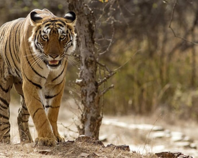 ‘Man-eater’ tiger that killed nine shot dead in India