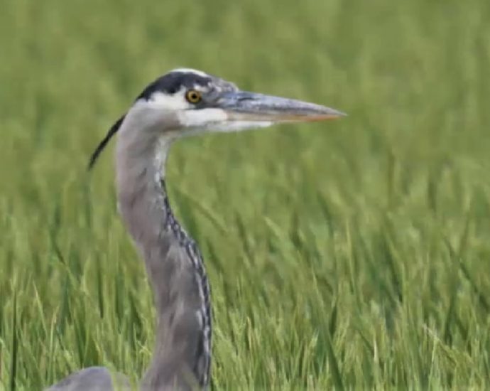 Migratory bird species in decline as flyway ecosystem dry up due to human activities