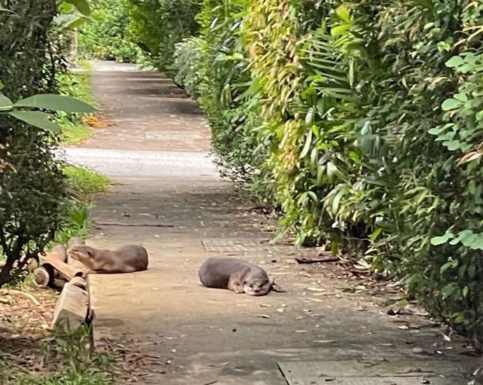 Otter family that established home in Seletar estate transferred out after earlier reports of intrusion