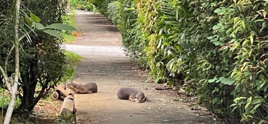 Otter family that established home in Seletar estate transferred out after earlier reports of intrusion