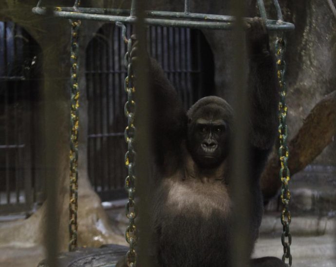 Pata Zoo denies acquiescing in deal to sell prized ape