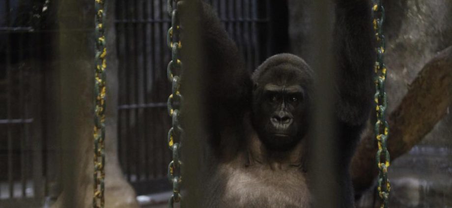 Pata Zoo denies acquiescing in deal to sell prized ape