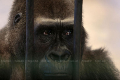 Pata Zoo denies gorilla ‘Bua Noi’ is for sale