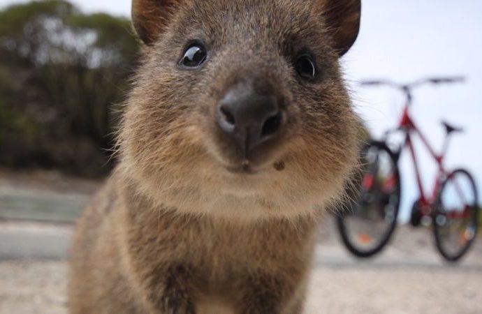 Quokkas and wallabies found dead in Australian zoo mystery