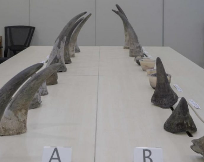 Rhinoceros horns worth S.2 million seized at Changi Airport, largest such haul in Singapore