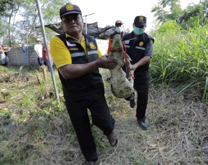 Search for two crocodiles on loose