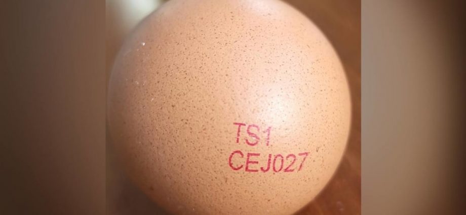 SFA orders recall of eggs from Malaysian farm due to presence of Salmonella Enteritidis