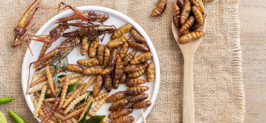 SFA reviews 16 insect species for human consumption; seeks feedback on import conditions