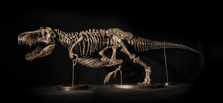T. rex skeleton to go on display in Singapore ahead of Hong Kong auction