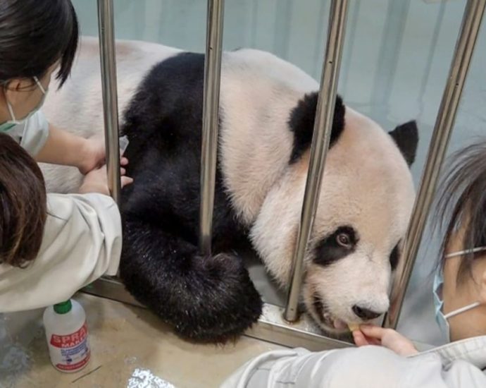 Taiwan invites Chinese veterinary experts as beloved panda nears death