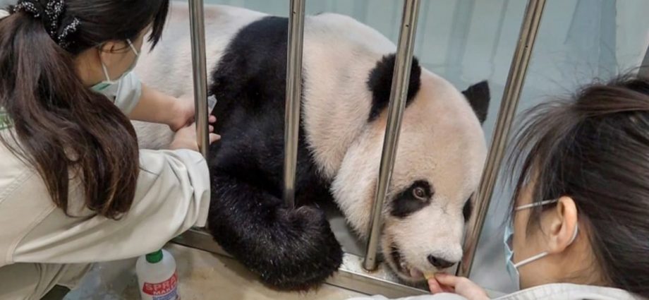 Taiwan invites Chinese veterinary experts as beloved panda nears death