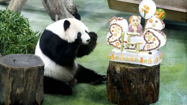 Taiwan invites Chinese vets to treat beloved panda