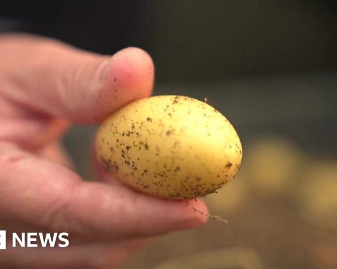 The ‘miraculous’ potatoes claimed to alleviate poverty in northern China