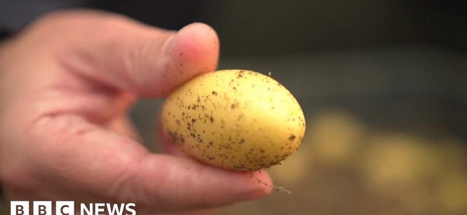 The ‘miraculous’ potatoes claimed to alleviate poverty in northern China
