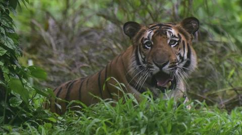 Tiger that killed nine people in India shot dead