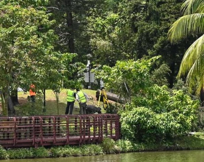 Tree that fell in Marsiling Park and killed jogger was infested with termites in rare case, court hears