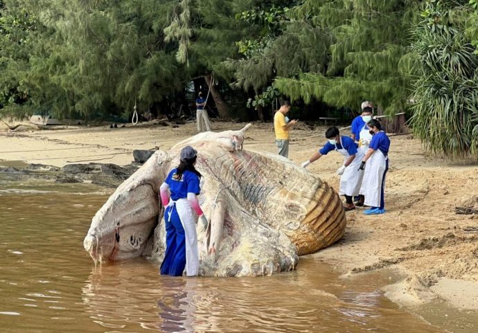 Dead whale found in Phuket