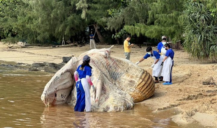 Dead whale found in Phuket