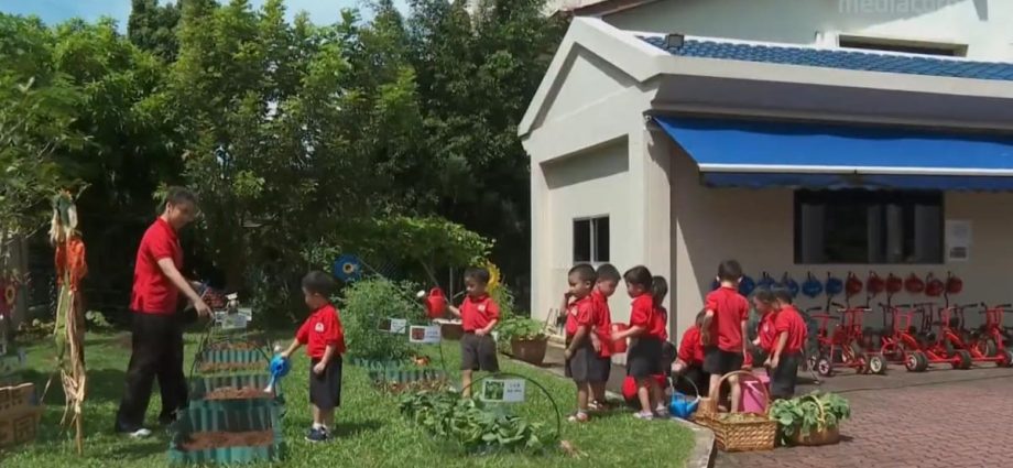 More pre-schools in Singapore sowing seeds of sustainability in their pupils