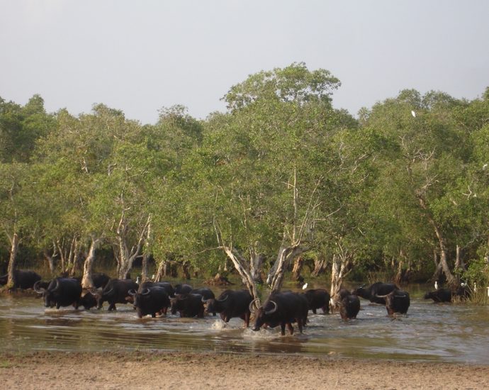 Southern wetland wins global accolade