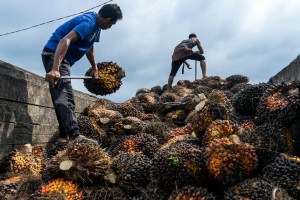 Voluntary standards needed for palm oil supply chains