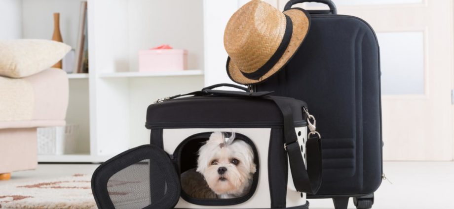 9 reliable pet hotels in Singapore for pawrents going on vacation