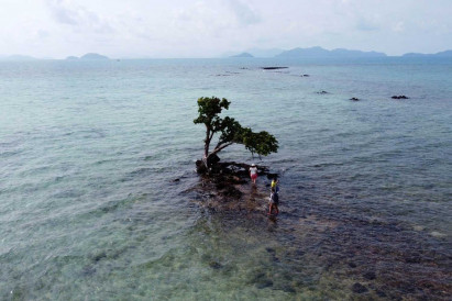 Arborists called in to rescue ‘comic islet’ tree