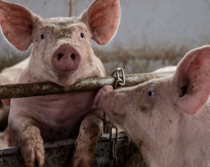 Butcher dies after struggle with pig at Hong Kong slaughterhouse