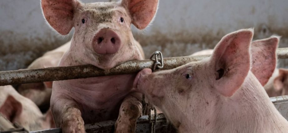 Butcher dies after struggle with pig at Hong Kong slaughterhouse
