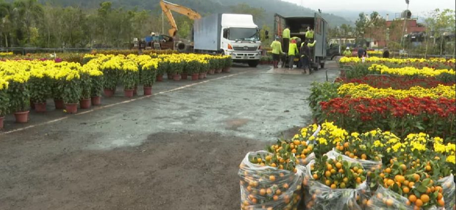 Flower sales bloom as Hong Kong celebrates Chinese New Year with most COVID-19 restrictions dropped