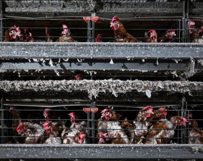 Malaysia’s domestic chicken supply not affected by bird flu outbreak overseas: Minister