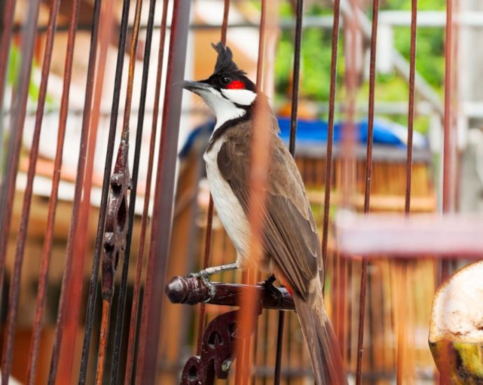 Woman on trial for spraying insecticide at neighbour’s bird, causing it to develop breathing difficulties