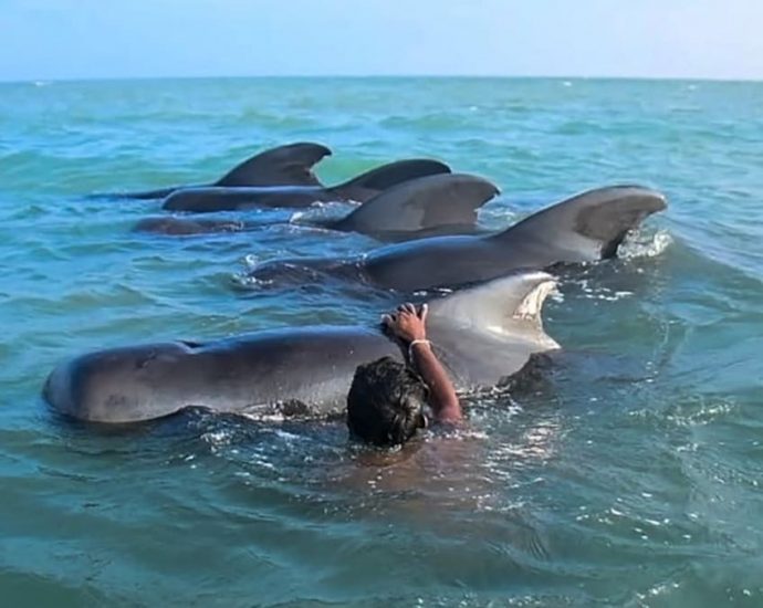 11 stranded pilot whales saved in Sri Lanka