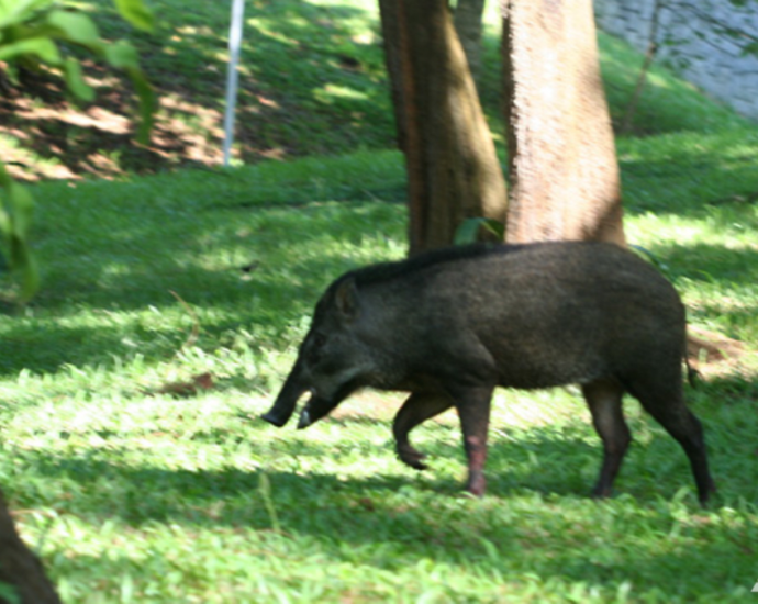 African swine fever virus detected in wild boar carcass: NParks