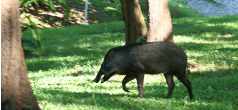 African swine fever virus detected in wild boar carcass: NParks