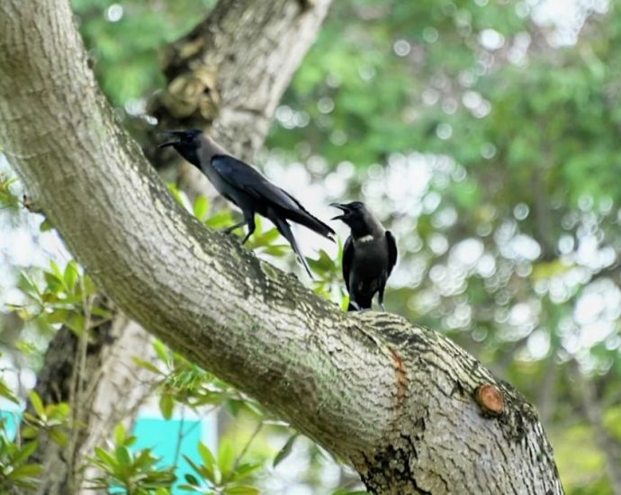 Better ways to control crow numbers than culling them, says ACRES after Bishan crow attacks