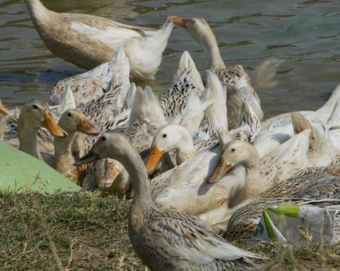 Bird flu situation ‘worrying’, WHO working with Cambodia