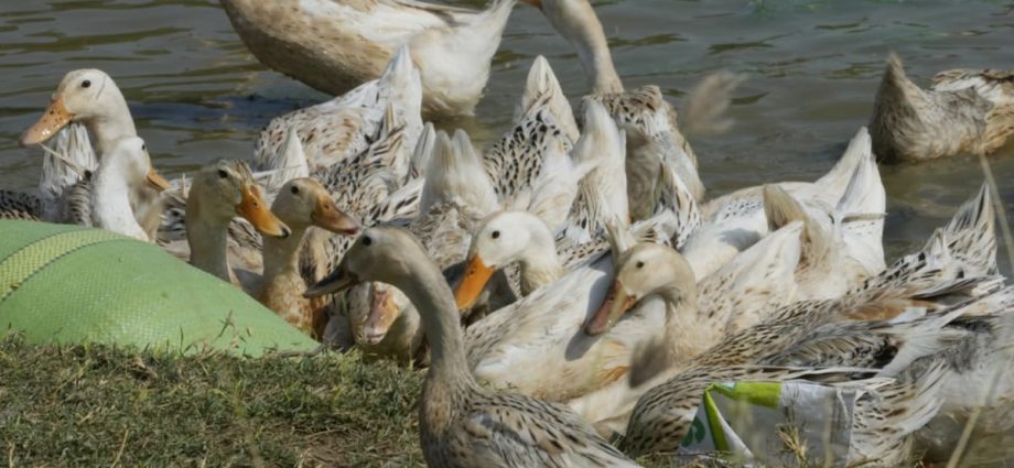 Bird flu situation ‘worrying’, WHO working with Cambodia