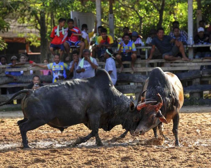 Bullfighting, cockfighting and other animal betting venues to reopen